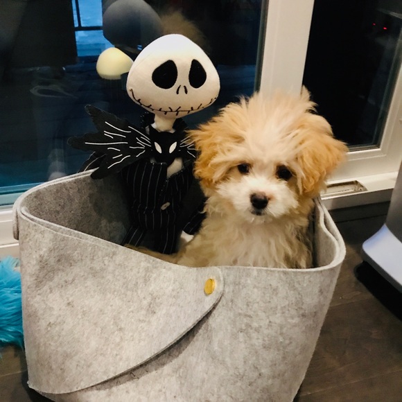 Meet your Posher, Noushin - Picture 3 of 4